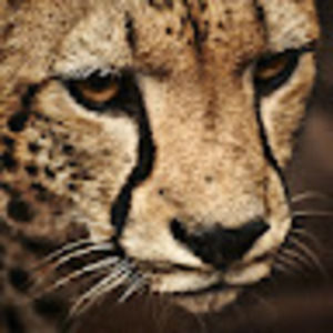 Meet your Posher, Yui ching